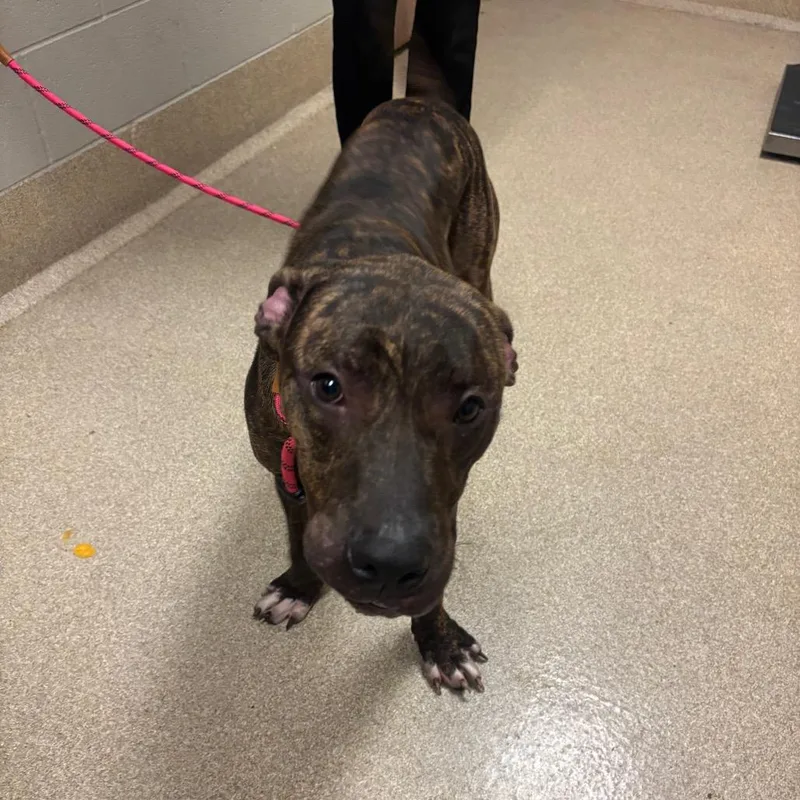 An adult medium-sized male Brindle Mixed Breed dog named Austin for adoption in Bristol, IN