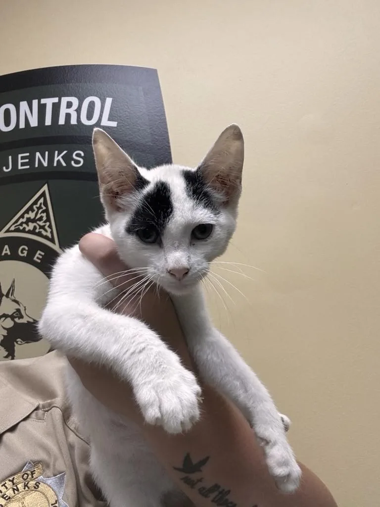 A baby medium-sized male Black & White / Tuxedo Tuxedo cat named Socks for adoption in Jenks, OK