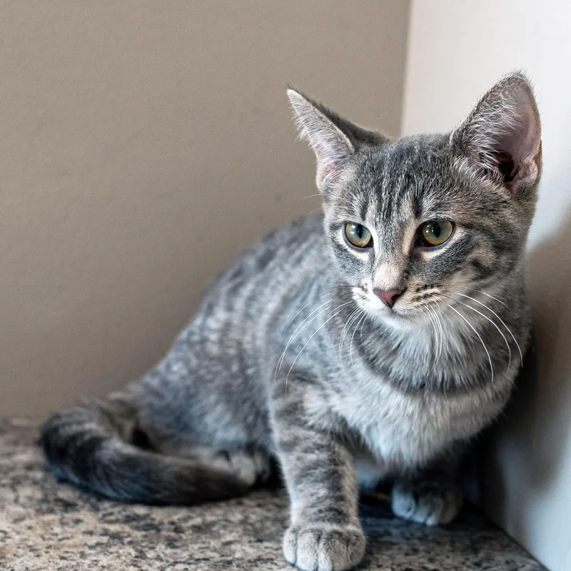 A baby medium-sized male Tabby (Gray / Blue / Silver) Tabby cat named Grayson for adoption in Chicago, IL