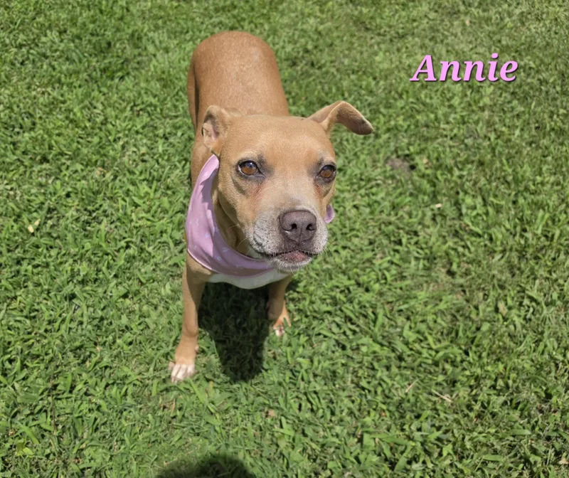 A senior medium-sized female Golden Boxer dog named Annie for adoption in Medfield, MA