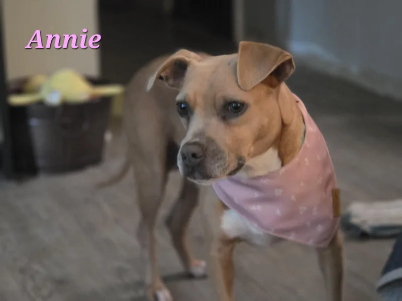 Annie thumbnail 3