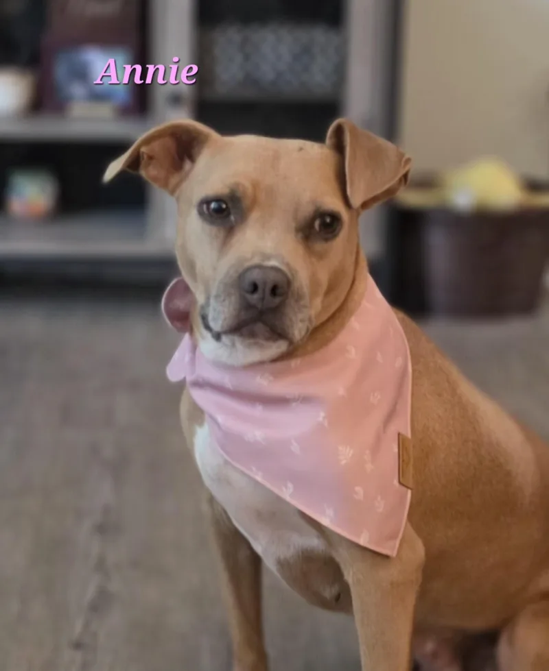 Annie thumbnail 5