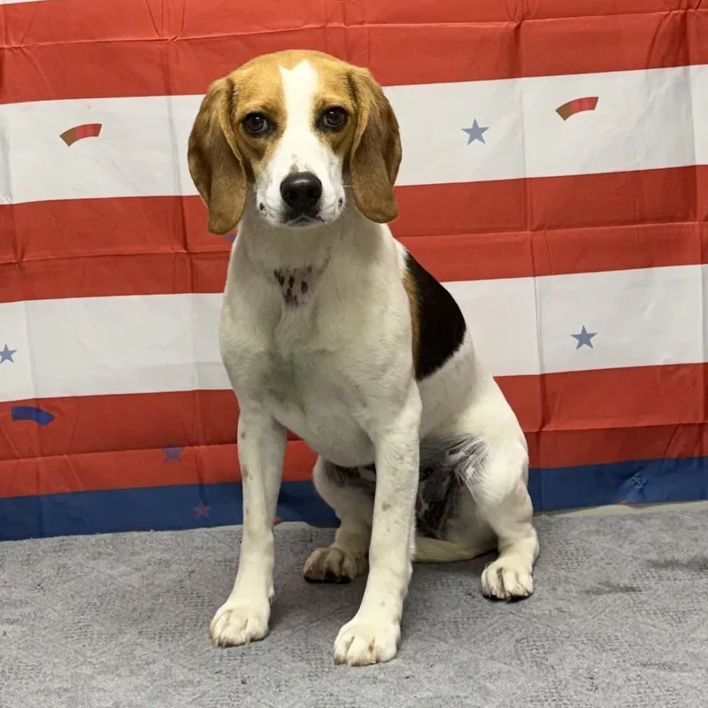 An adult small-sized female Tricolor (Brown, Black, & White) Beagle dog named Lady for adoption in Urbana, OH