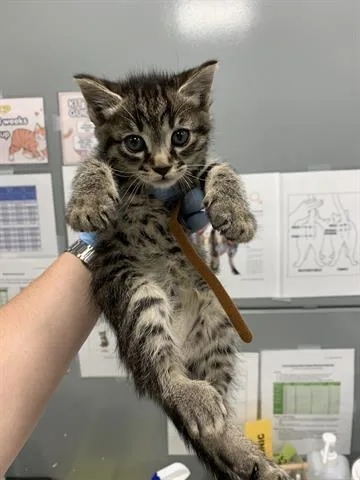 A baby small-sized female Domestic Short Hair cat named Jellybean for adoption in San Martin, CA