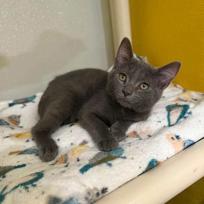 A baby medium-sized male Gray / Blue / Silver Domestic Short Hair cat named Rogue for adoption in Penn Yan, NY