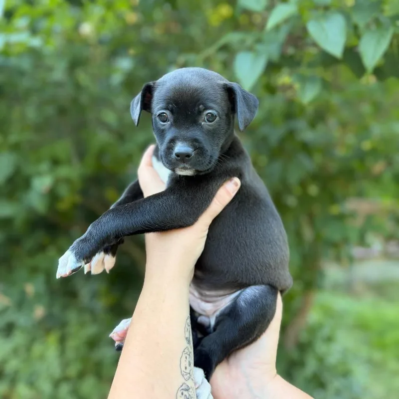 A baby medium-sized female Black Pit Bull Terrier dog named Penelope for adoption in Bellingham, WA