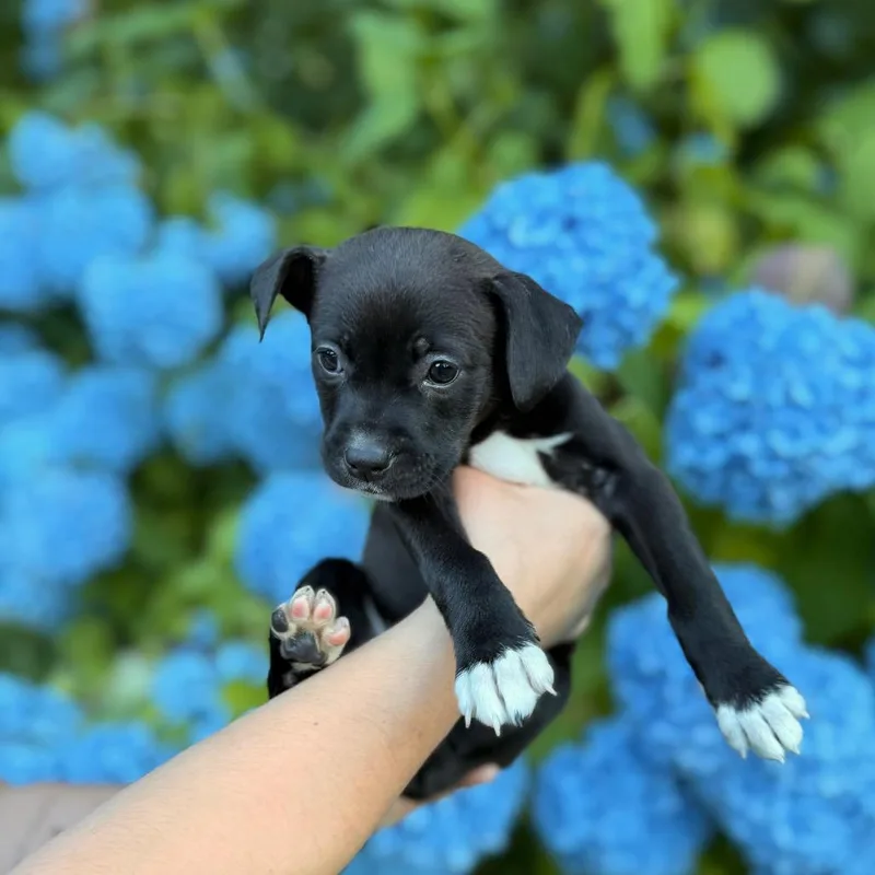 Penelope thumbnail 3