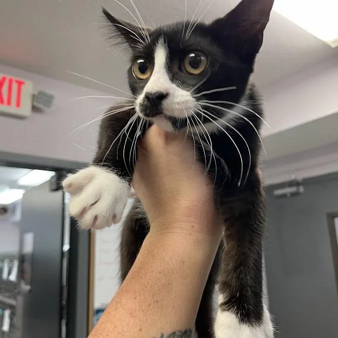 A baby medium-sized female Black Domestic Short Hair cat named Dinah for adoption in Port Charlotte, FL