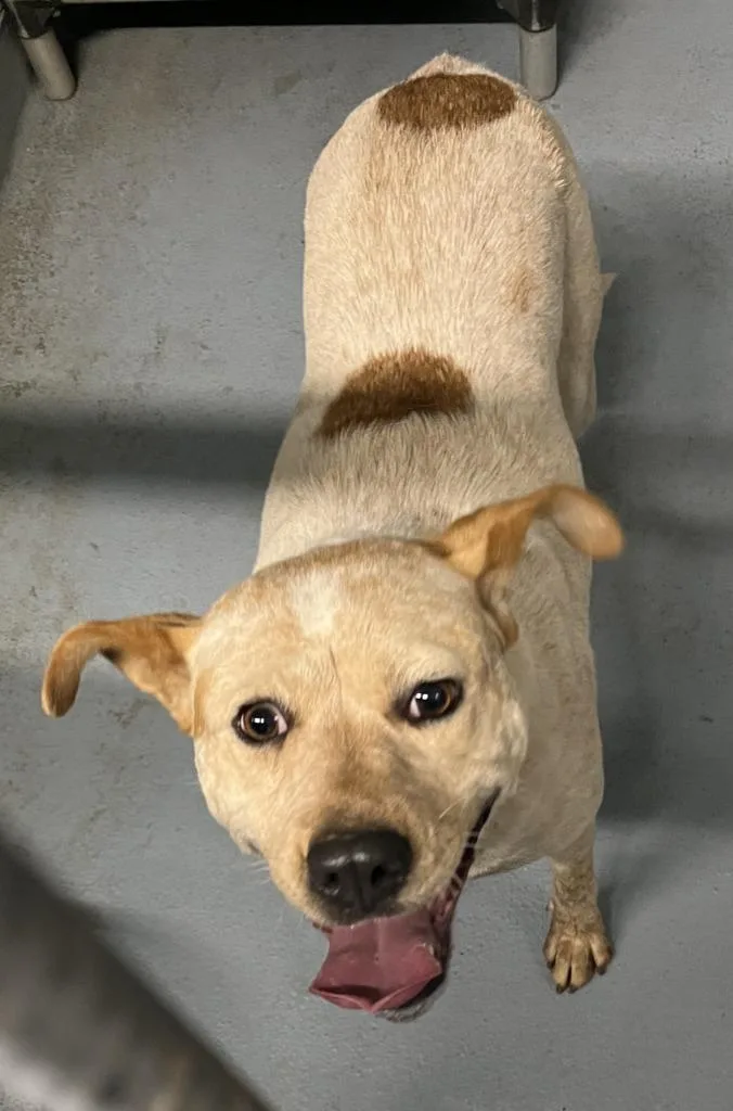 A young medium-sized female Mixed Breed dog named Emmy for adoption in Cartersville , GA