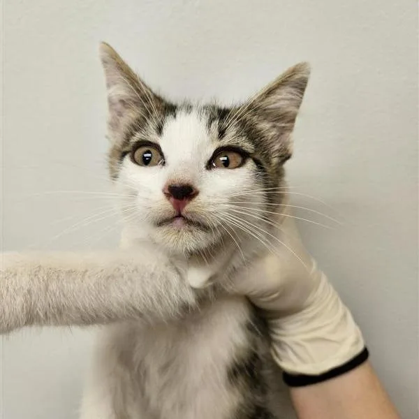 A baby small-sized female White Domestic Short Hair cat named Parmesan for adoption in Jacksonville, FL