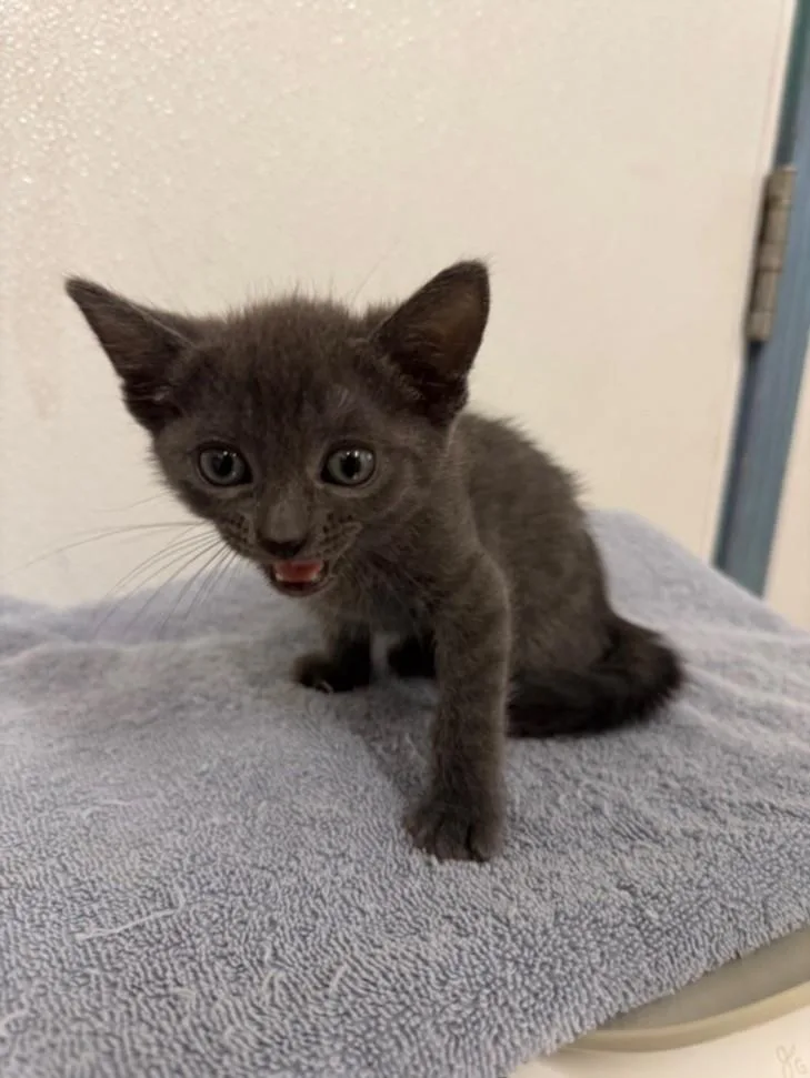 A baby small-sized female Domestic Short Hair cat named Zoe for adoption in Hayward, CA