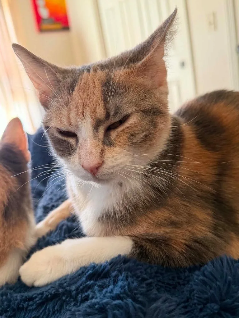 A baby medium-sized female Domestic Short Hair cat named Pearl for adoption in Fond Du Lac, WI