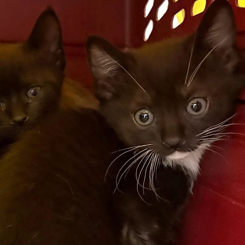 A baby small-sized female Black Domestic Short Hair cat named Crumble for adoption in Philadelphia, PA