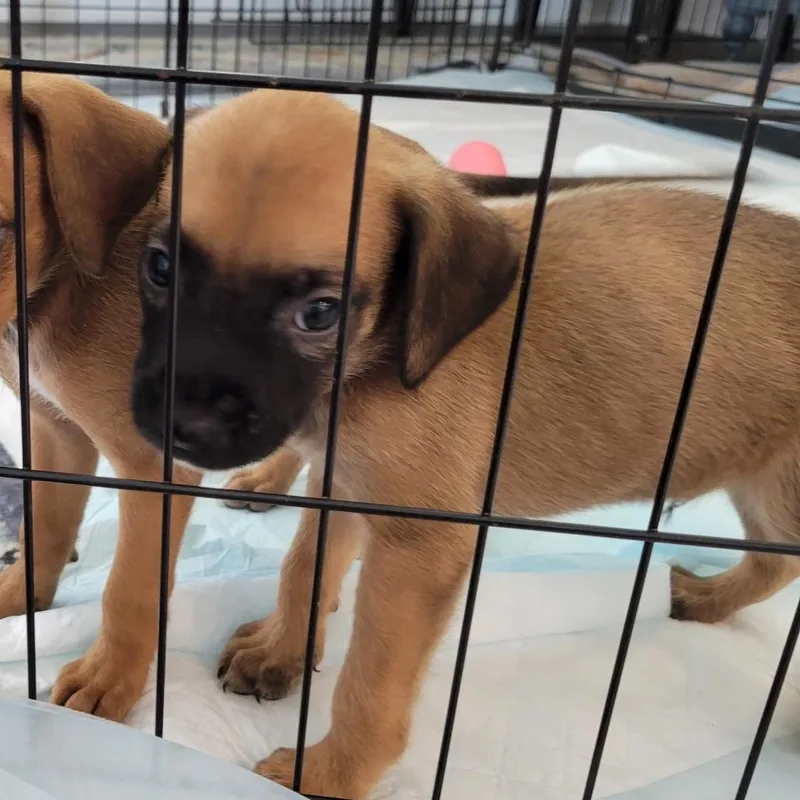 A baby small-sized male Yellow / Tan / Blond / Fawn Mixed Breed dog named Pumpkin for adoption in Merritt Island, FL