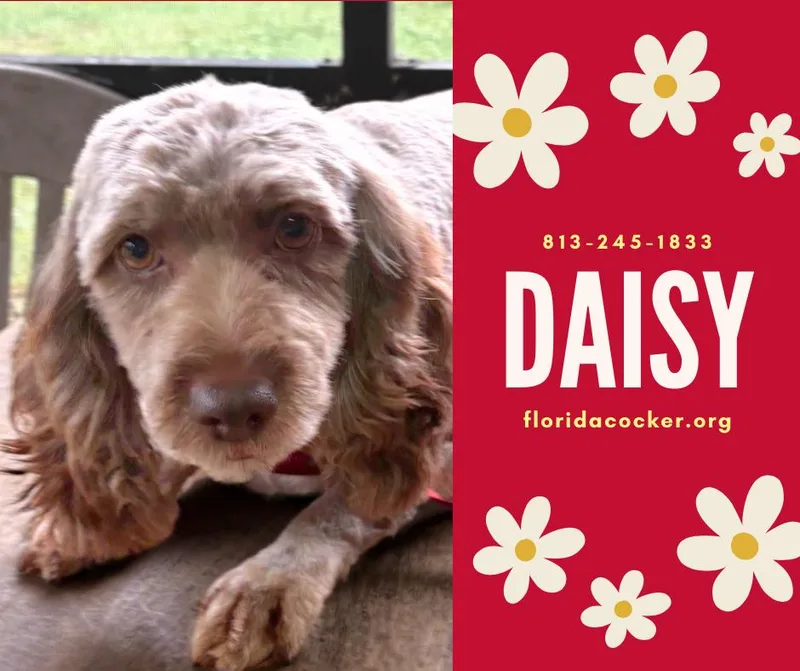 An adult small-sized female Cockapoo dog named Daisy for adoption in Land O Lakes, FL