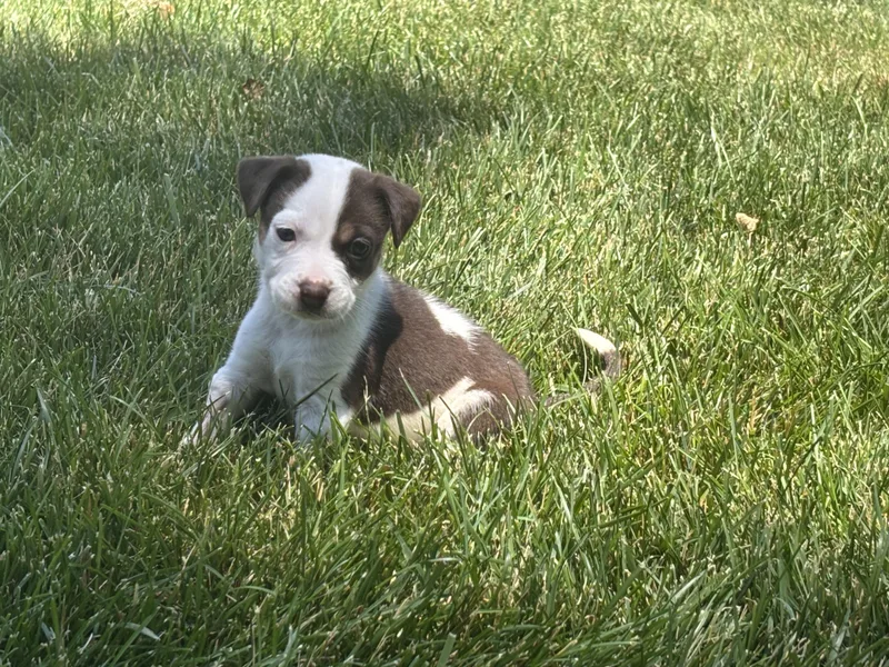 A baby medium-sized female Labrador Retriever dog named Demi for adoption in Berlin, NJ
