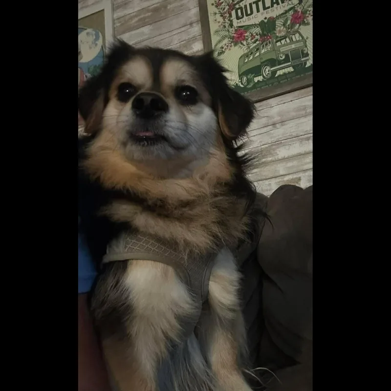 Oreo