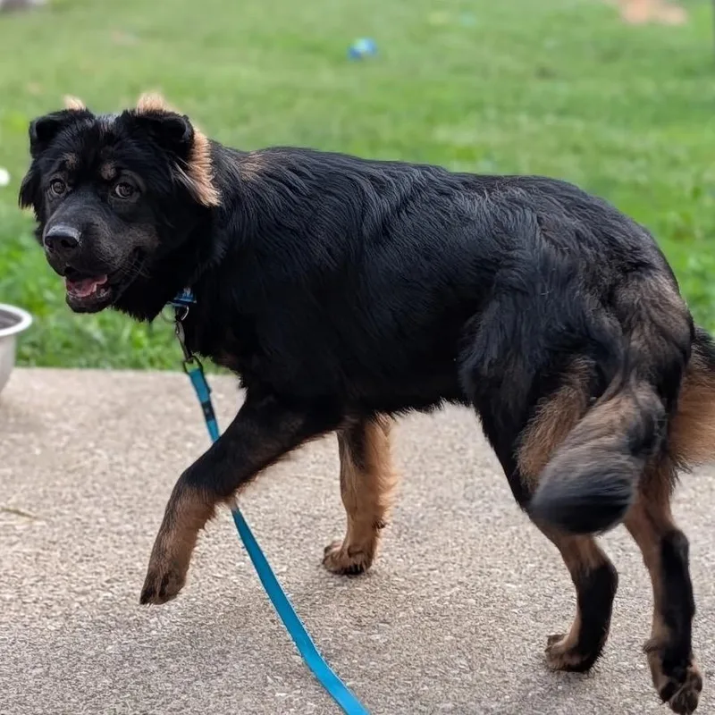 A young medium-sized female Shepherd dog named Reese Cup for adoption in Georgetown, KY