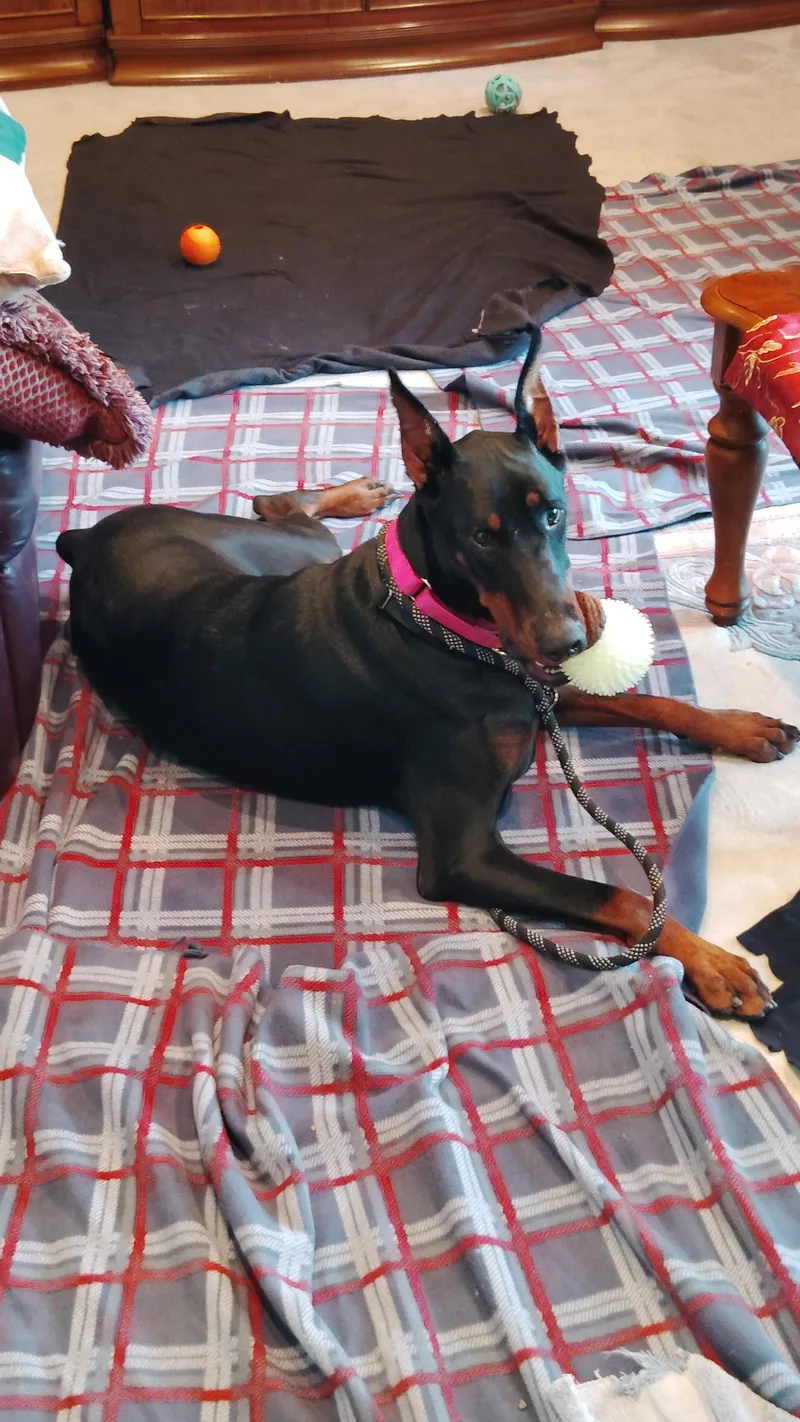 An adult large-sized female Doberman Pinscher dog named Pi for adoption in Buffalo, MN