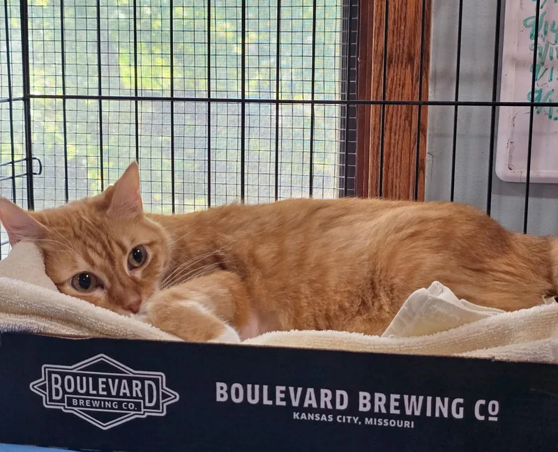 An adult large-sized female Tabby (Orange / Red) Tabby cat named Shilah for adoption in Parkville, MO