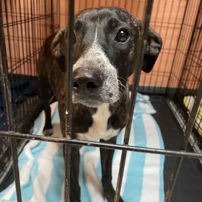 A young medium-sized female Catahoula Leopard Dog dog named D for adoption in Port Charlotte, FL