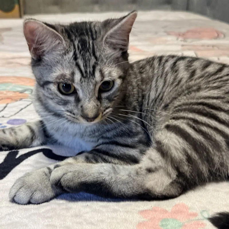 A baby small-sized male Tabby (Gray / Blue / Silver) Domestic Short Hair cat named Niko for adoption in Liverpool, TX