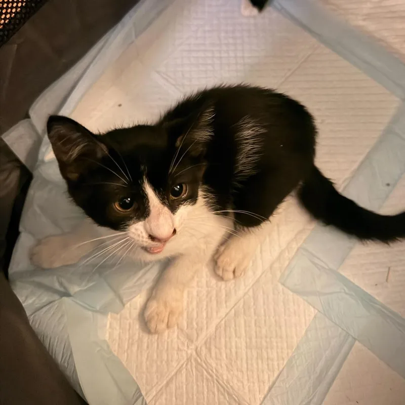 A baby small-sized male Black Domestic Short Hair cat named Harpo for adoption in New York, NY