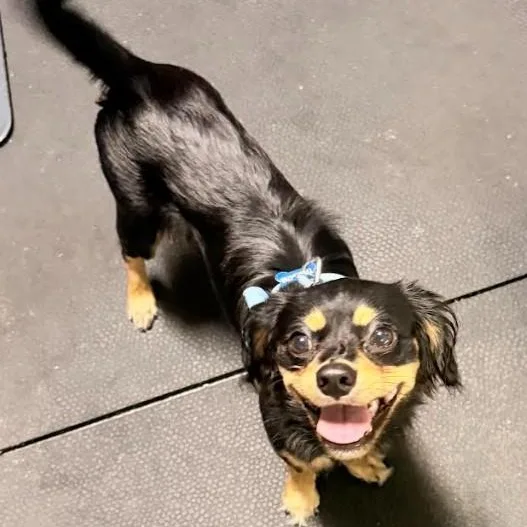 A baby small-sized male Cavalier King Charles Spaniel dog named Levi for adoption in Palm Harbor, FL