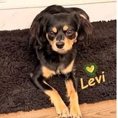 Levi thumbnail 6