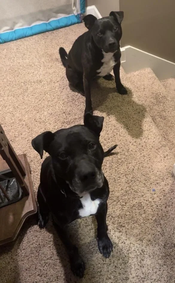 An adult large-sized male American Staffordshire Terrier dog named Murphy for adoption in Pleasant View, TN