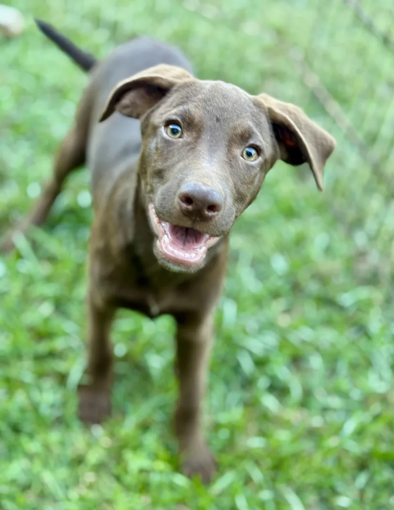 A baby medium-sized male Terrier dog named Deacon for adoption in Lucedale, MS