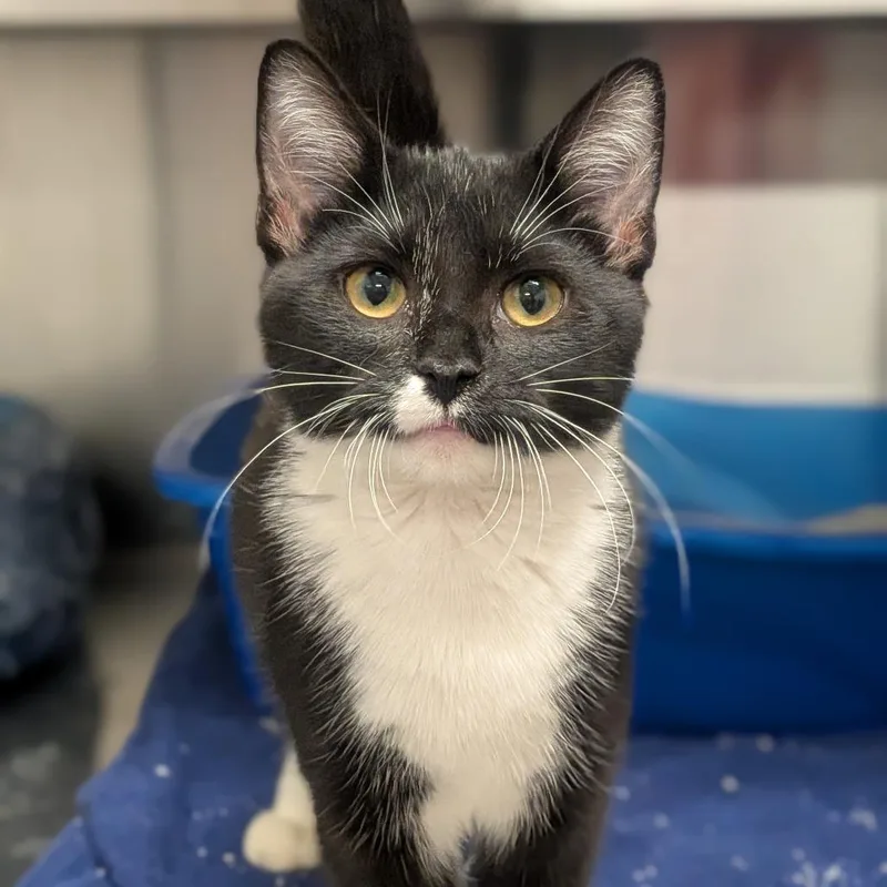 A baby small-sized female Black Domestic Short Hair cat named Nyx for adoption in Prairie du Chien, WI