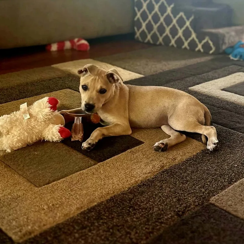 A baby small-sized female Terrier dog named Avery for adoption in Chatham, NJ