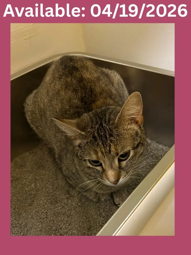 A young medium-sized female Domestic Medium Hair cat named Cat Condo for adoption in Greenville, TX