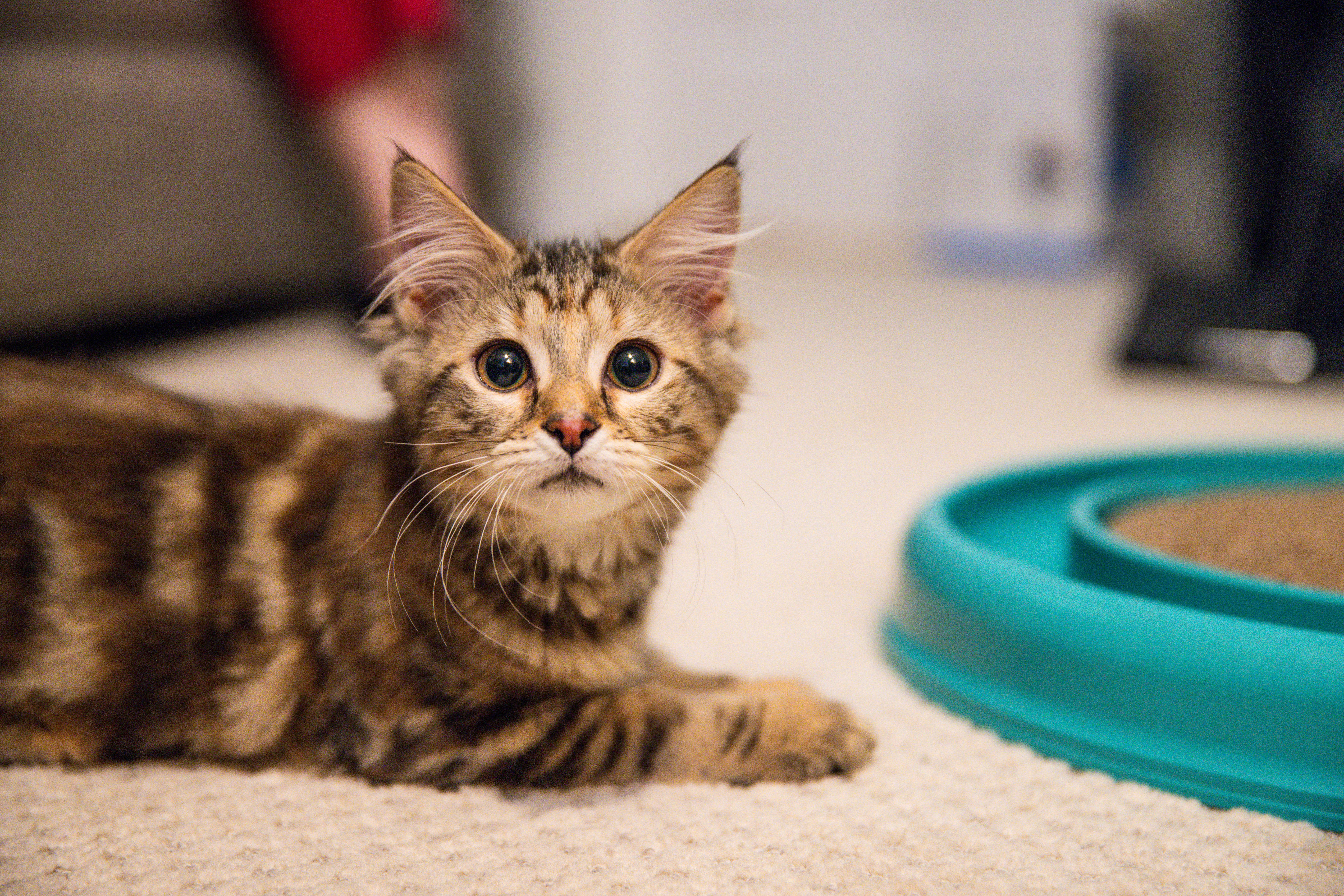A baby medium-sized female Tabby (Brown / Chocolate) Domestic Medium Hair cat named Carmela for adoption in Avondale Estates, GA