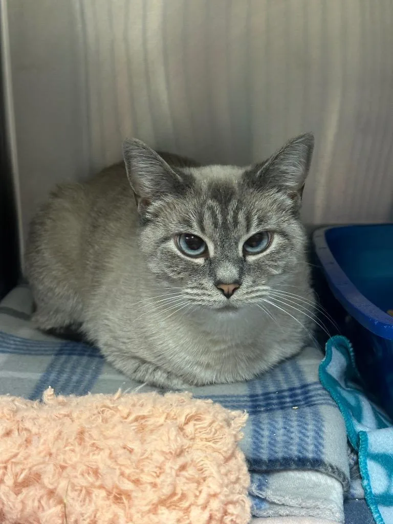 A young medium-sized female Siamese cat named Stella for adoption in Johnson City, TN