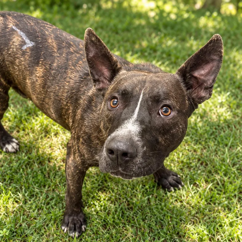 An adult large-sized male Black Mixed Breed dog named Cole for adoption in Columbiana, AL