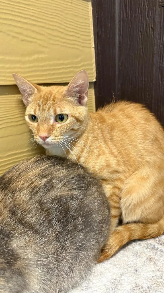 A young medium-sized female Domestic Short Hair cat named Mandi for adoption in Clarksville, TN