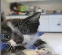 A baby small-sized male Black & White / Tuxedo Domestic Short Hair cat named Boots for adoption in Ruskin, FL