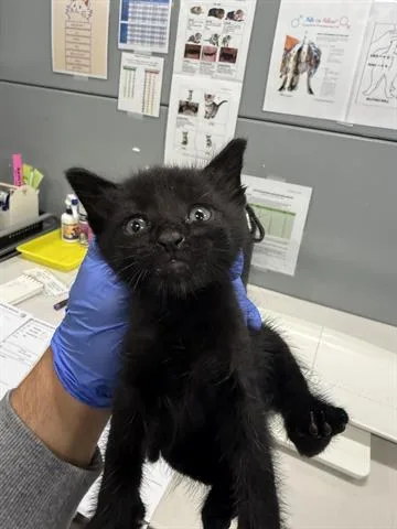 A baby small-sized male Domestic Short Hair cat named Kane for adoption in San Martin, CA