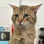 An adult medium-sized male Brown / Chocolate Domestic Short Hair cat named Scrappy Doo for adoption in St. Paul, MN
