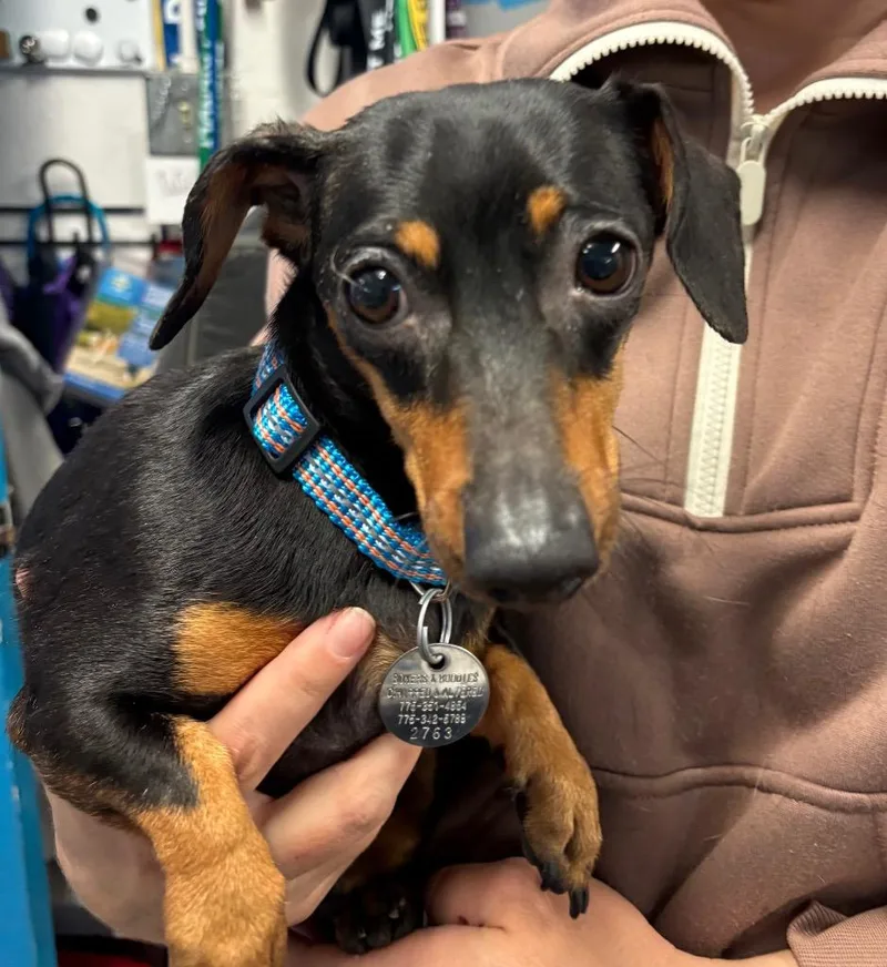 A young small-sized female Dachshund dog named Cherry for adoption in Reno, NV
