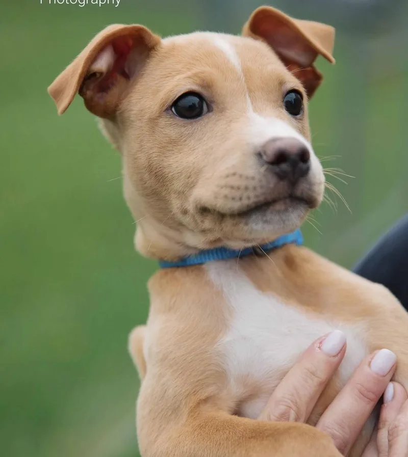 A baby medium-sized female Apricot / Beige Terrier dog named Doo for adoption in Grayslake, IL