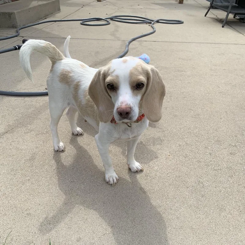 A baby medium-sized male Beagle dog named MacaroonMac for adoption in Joliet, IL
