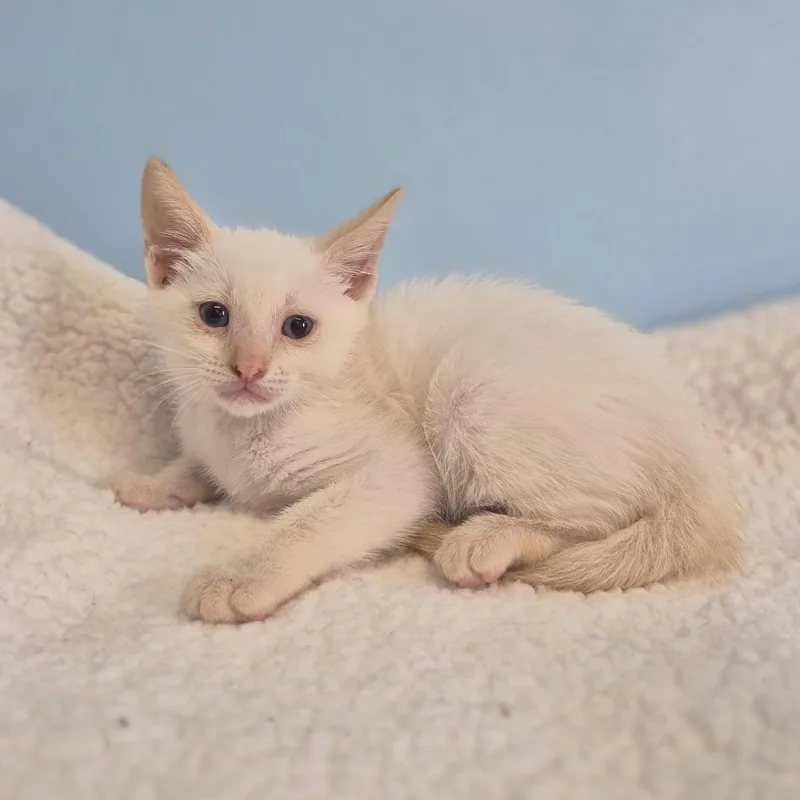 A baby small-sized male Domestic Short Hair cat named Nack for adoption in Wahiawa, HI