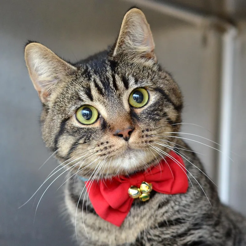 A young medium-sized male Brown / Chocolate Domestic Short Hair cat named Hades for adoption in Sanford, FL