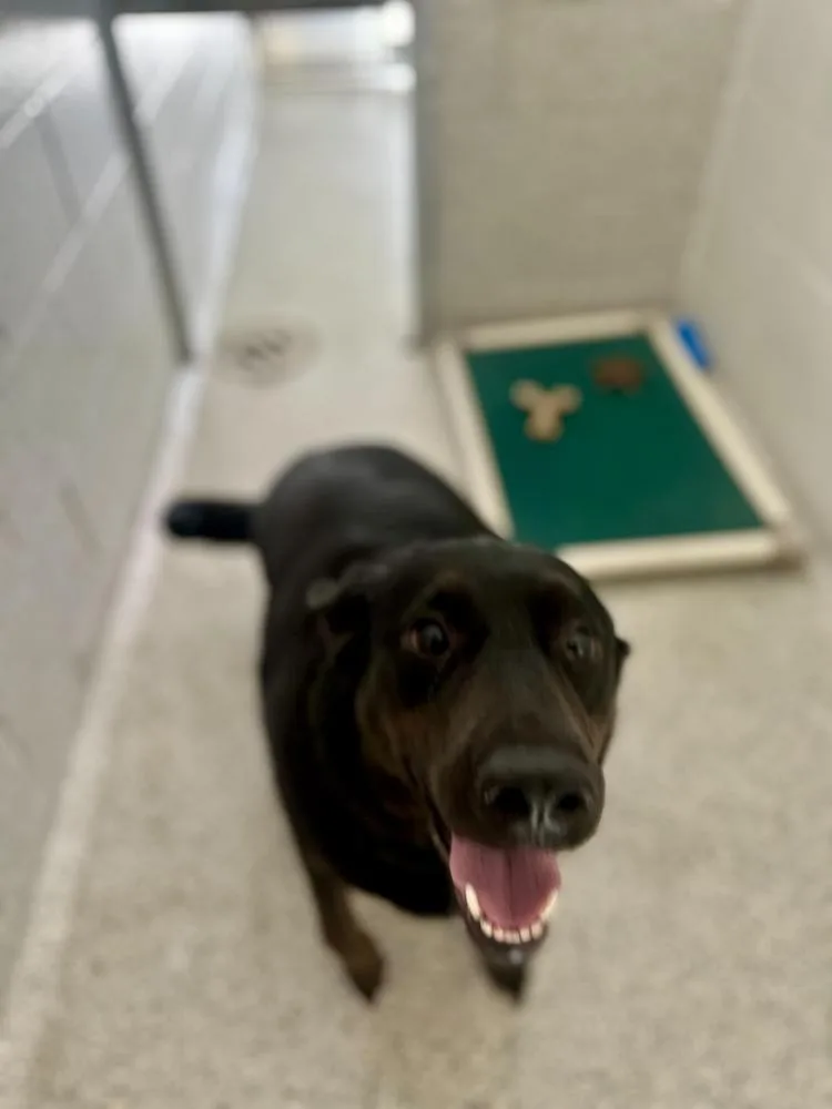 An adult large-sized male Tricolor (Brown, Black, & White) Labrador Retriever dog named Smokey for adoption in Bowling Green, OH