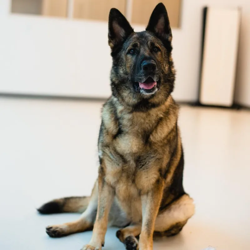 An adult large-sized female Sable German Shepherd Dog dog named Sasha for adoption in Warwick, RI