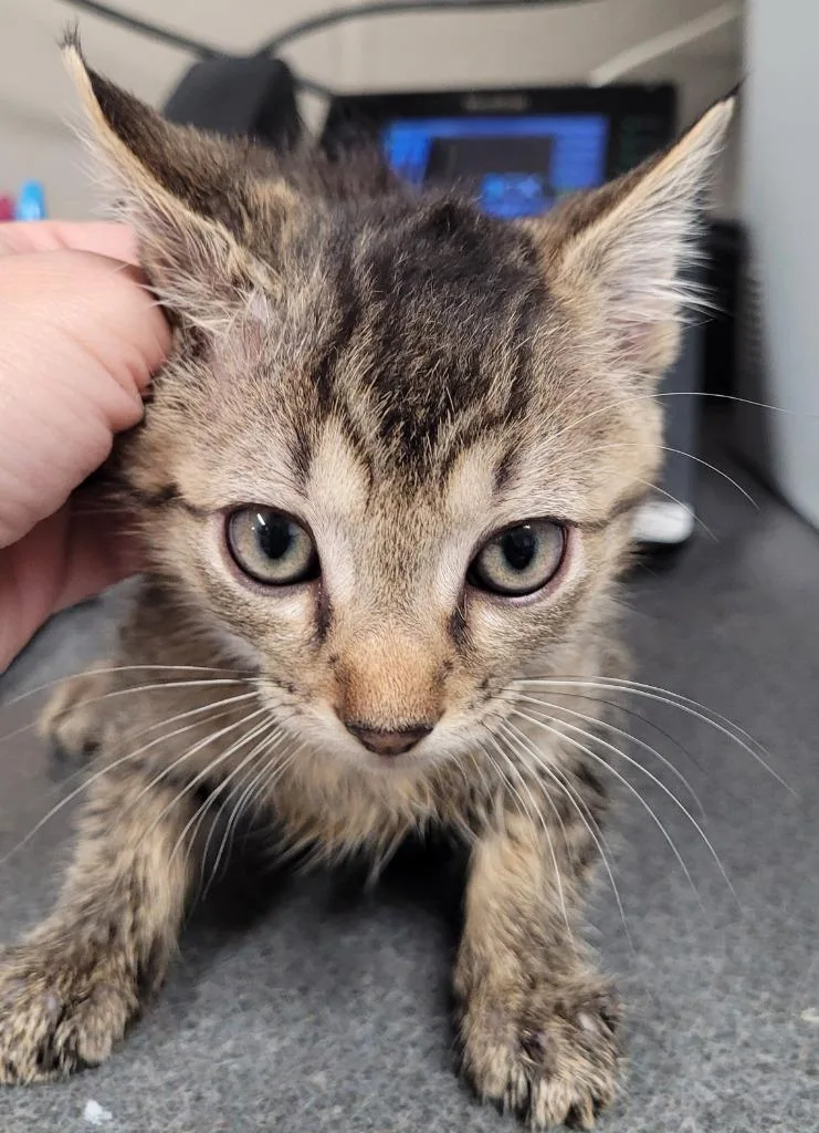 A baby small-sized male Domestic Short Hair cat named Quang for adoption in Hopkinsville, KY