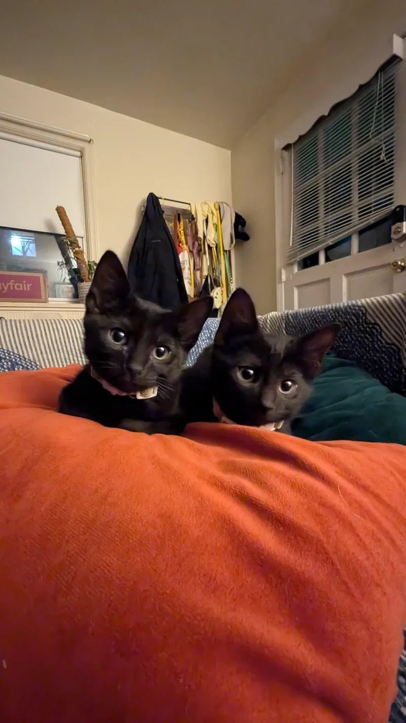 A baby medium-sized male Black American Shorthair cat named Crunch and Munch for adoption in Philadelphia, PA